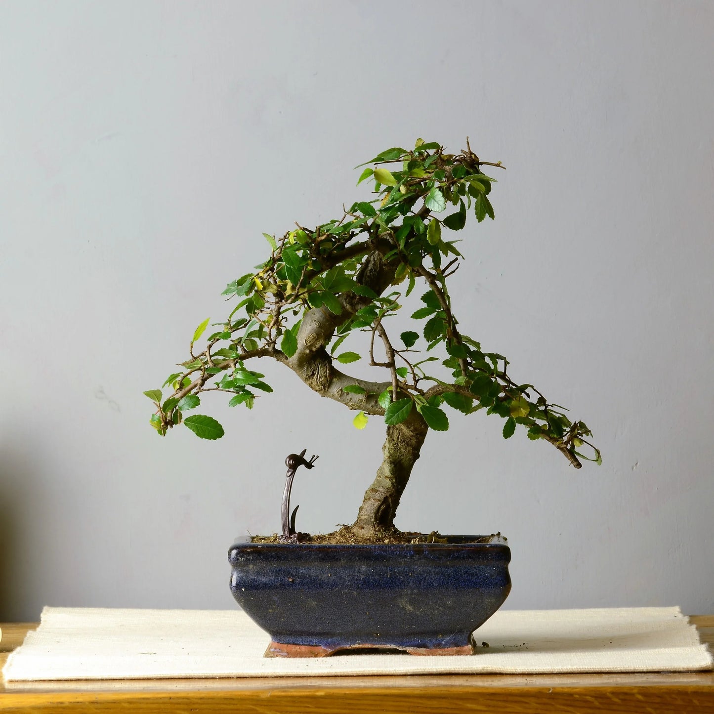 Snail on Leaf Miniature Bronze Sculpture