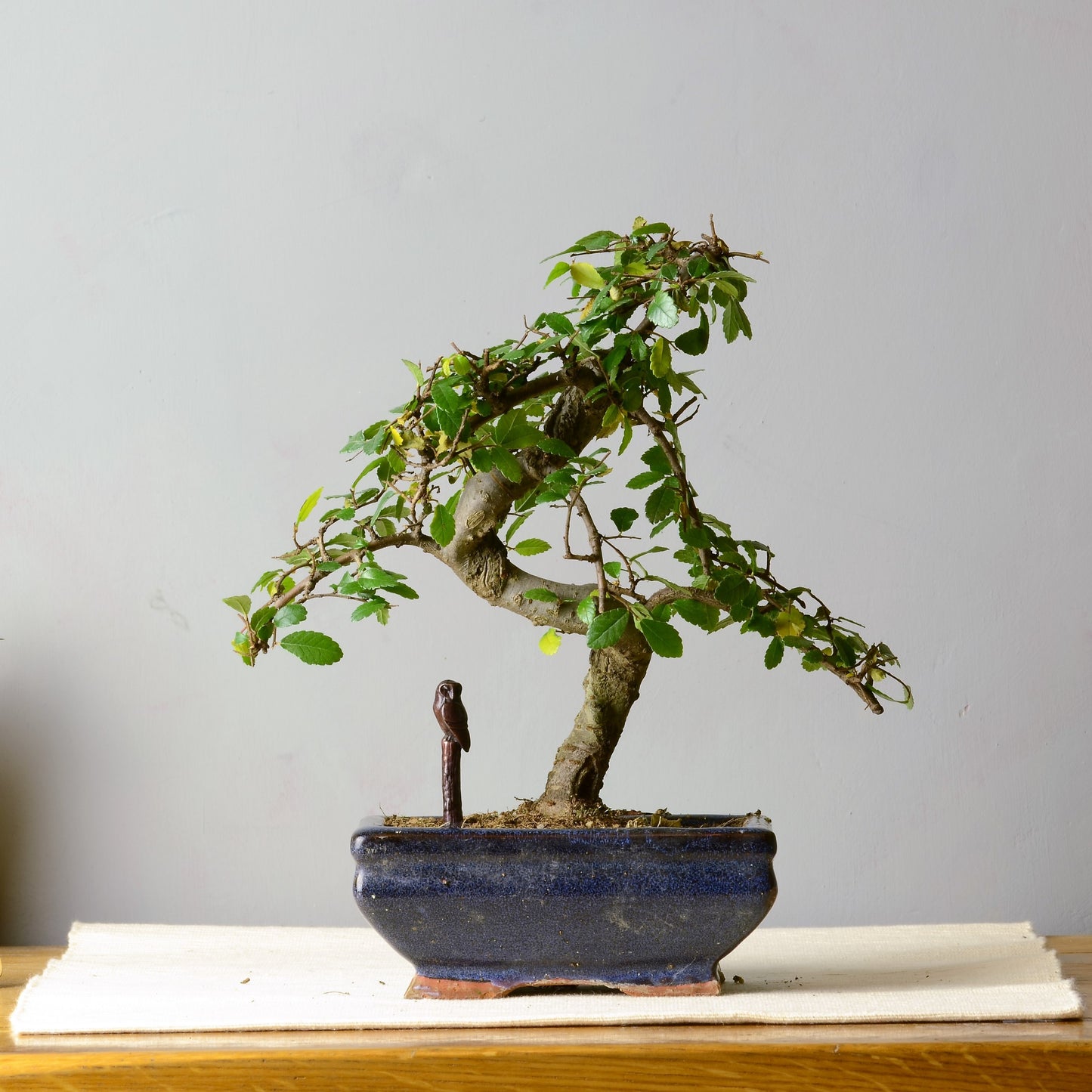 Barn Owl on Tree Stump