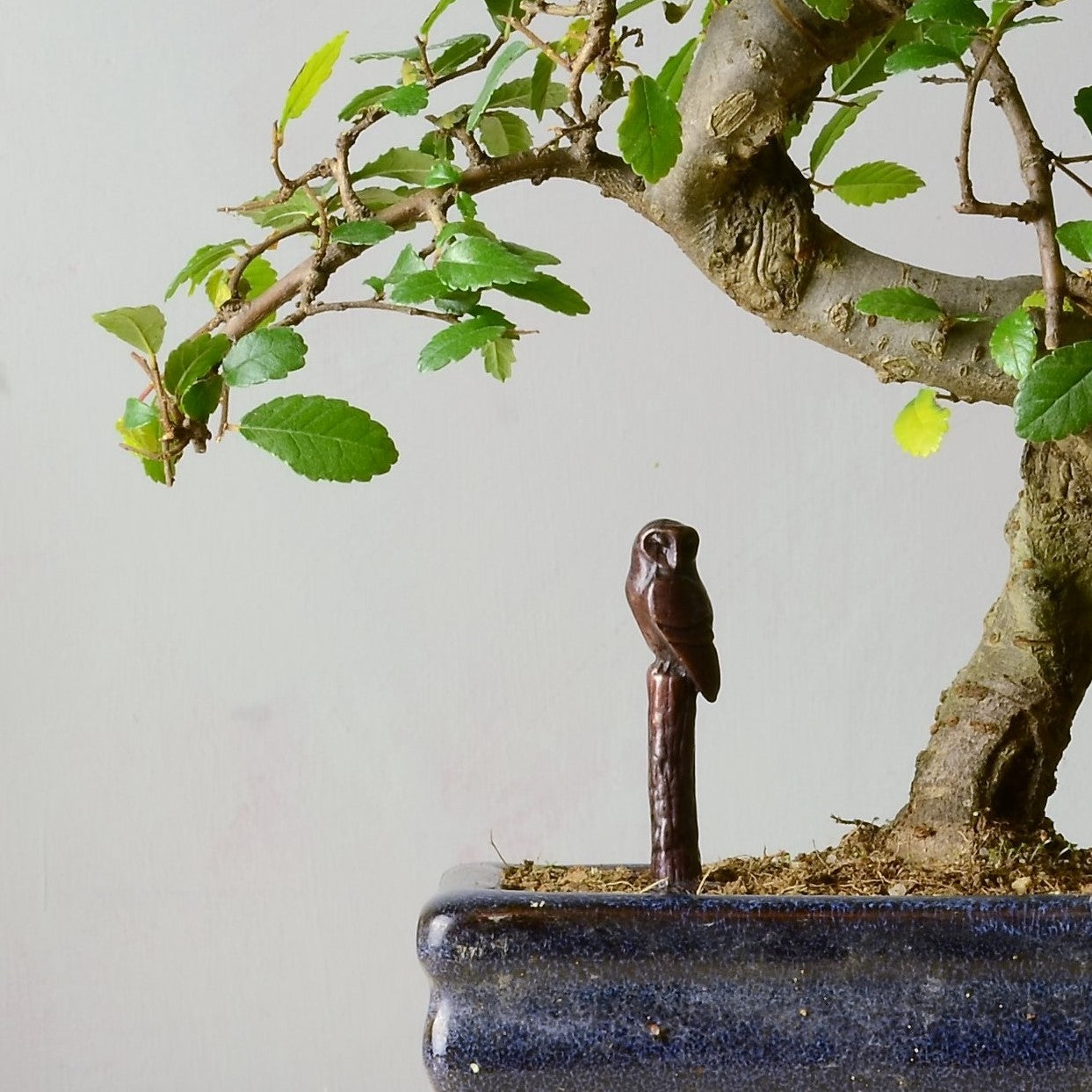 Barn Owl on Tree Stump