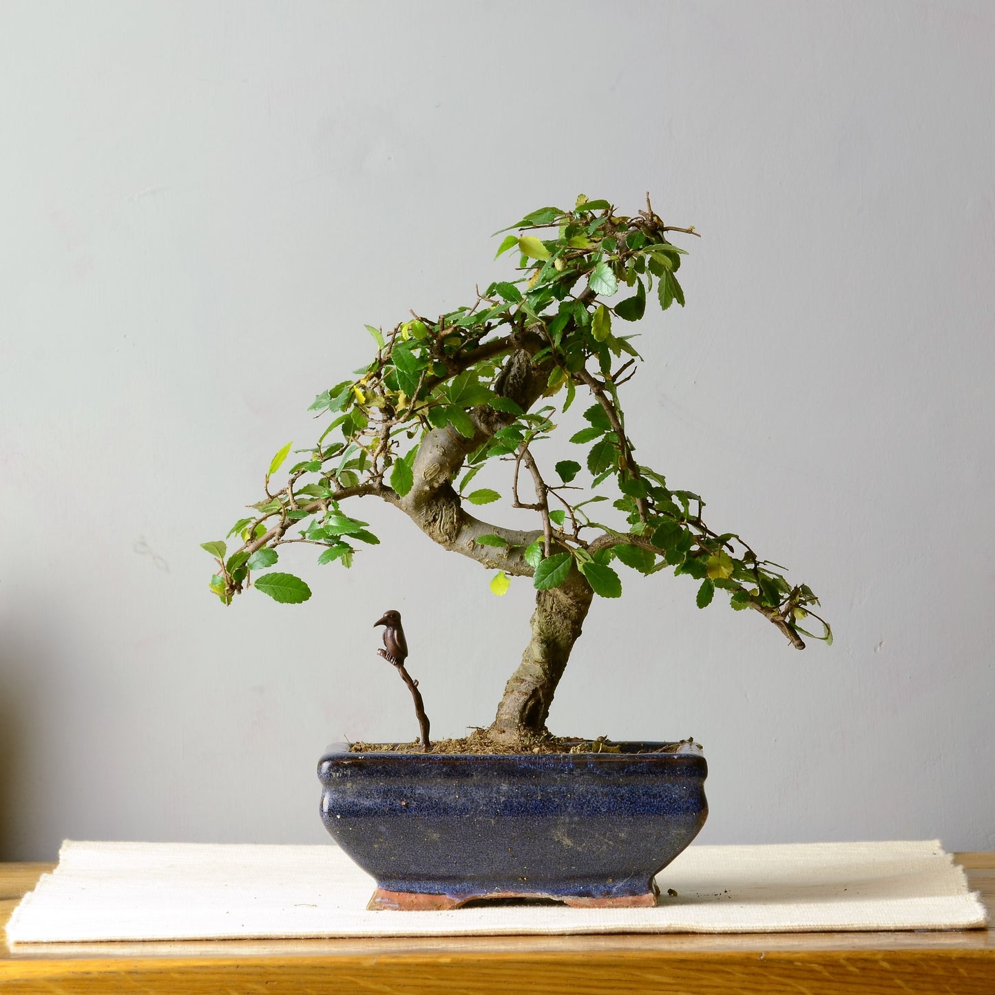 Kingfisher on Branch