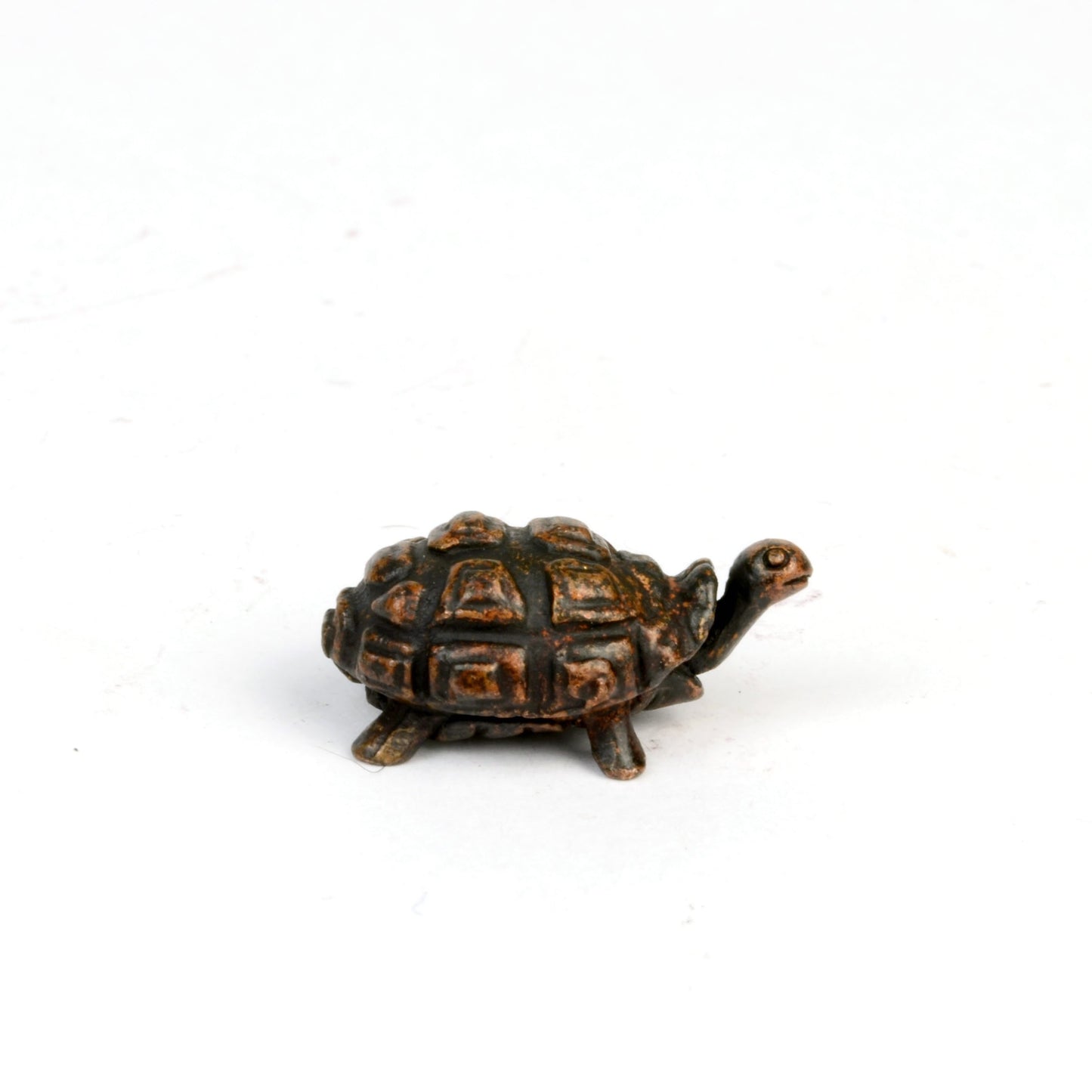 Tortoise