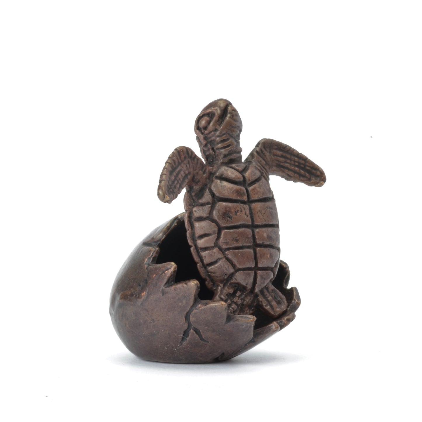 Turtle in Egg Shell