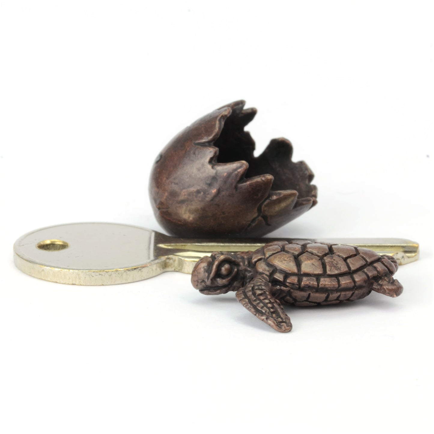 Turtle in Egg Shell