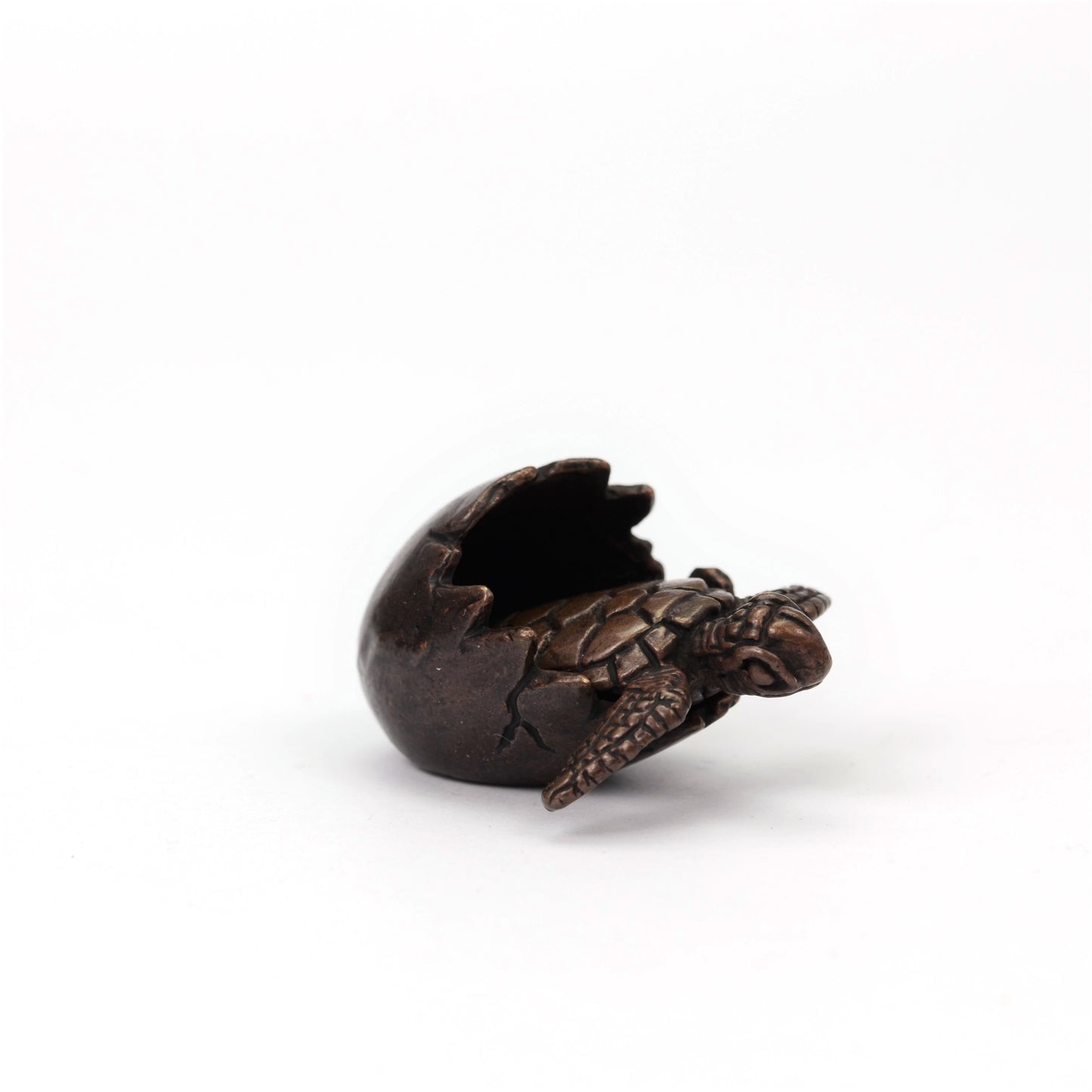 Turtle in Egg Shell