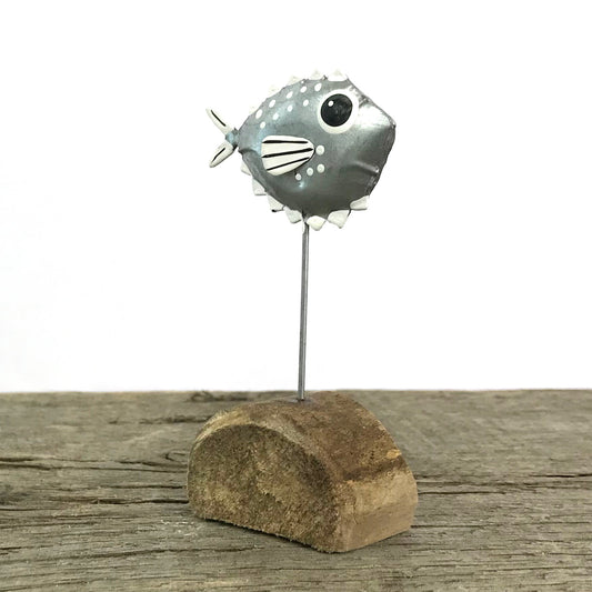 Tin Puffer Fish